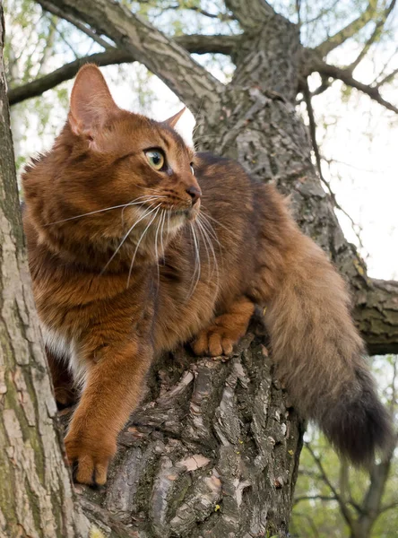 Χνουδωτή Κόκκινη Γάτα Στο Πάρκο Κάθεται Ένα Πιρούνι Ένα Δέντρο Εικόνα Αρχείου