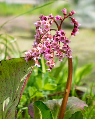 Bergenia crassifolia. Türlerin ortak isimleri arasında kalp yapraklı bergenia, badan, Sibirya çayı ve Moğol çayı yer almaktadır..