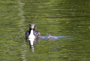  Büyük ibikli yunus (Podiceps kristali) ve gölde civciv