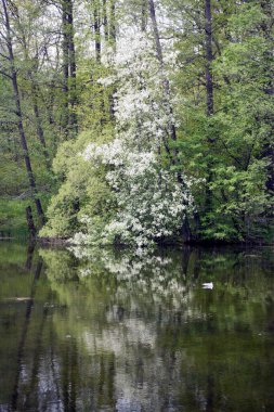 Parktaki kiraz çiçekleri göle yansıyor.
