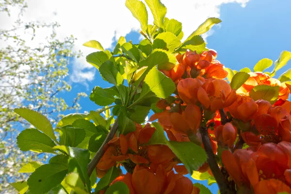 Arbusto Membrillo Con Flor Escarlata —  Fotos de Stock