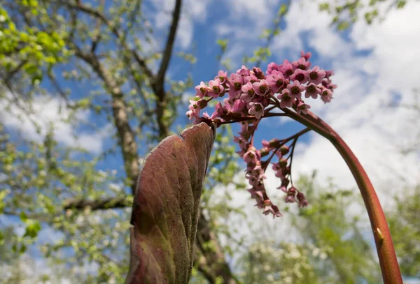 Bergenia Crassifolia 该物种的常见名称包括心叶龙舌兰 西伯利亚茶和蒙古茶 — 图库照片