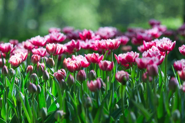 Tulipanes Primavera Parque Rusia — Foto de Stock