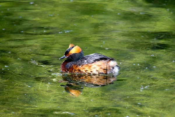 Rogaty Podiceps Auritus Jeziorze — Zdjęcie stockowe