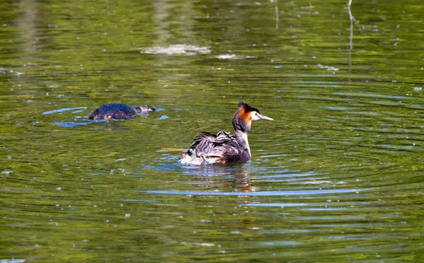 Couple Great Crested Grebe Podiceps Cristatus Lake — Stock Photo, Image