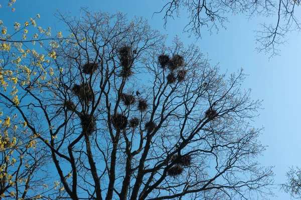 Cuervos Anida Ramas Árboles Ramas Todavía Sin Follaje Espín Temprano —  Fotos de Stock