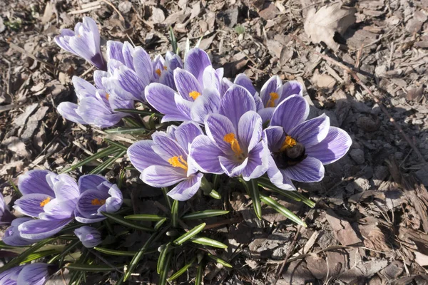 Violet Krokus Blomstrer Det Tidlige Forår - Stock-foto