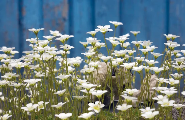 Flowers Sagina Subulata Blooms Garden — Stock Photo, Image