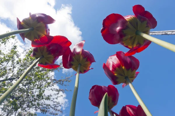 Canteiro Flores Com Tulipas Floridas Primavera Imagens De Bancos De Imagens Sem Royalties