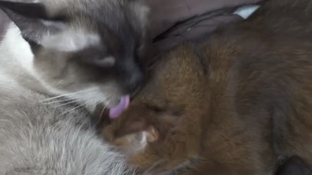 Vuxen katt mekong bobtail och kattunge somali. Kattunge suger mjölk hos vuxen katt — Stockvideo