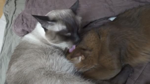 Gato adulto mekong bobtail y gatito somalí. Gatito chupa leche en adulto gato — Vídeos de Stock