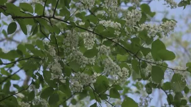 Blossoming bird-cherry tree bunch with white flowers and green leaves in a sunny spring day — Stock Video