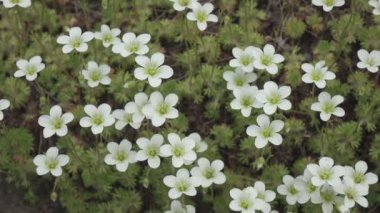 Sagina subulata çiçekleri. Sagina Subulata. Alpine Pearlwort. Sagina saginoides, güneşli bir günde bahçede dekoratif yosunlar açar.,