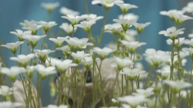 Sagina subulata çiçekleri. Sagina Subulata. Alpine Pearlwort. Sagina saginoides, güneşli bir günde bahçede dekoratif yosunlar açar.,