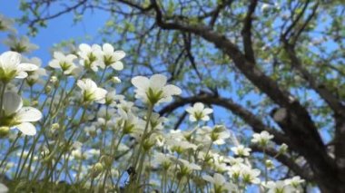 Sagina subulata çiçekleri. Sagina Subulata. Alpine Pearlwort. Sagina saginoides, güneşli bir günde bahçede dekoratif yosunlar açar.,