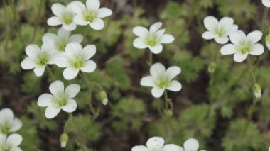 Sagina subulata çiçekleri. Sagina Subulata. Alpine Pearlwort. Sagina saginoides, güneşli bir günde bahçede dekoratif yosunlar açar.,