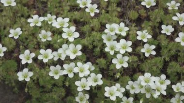 Sagina subulata çiçekleri. Sagina Subulata. Alpine Pearlwort. Sagina saginoides, güneşli bir günde bahçede dekoratif yosunlar açar.,