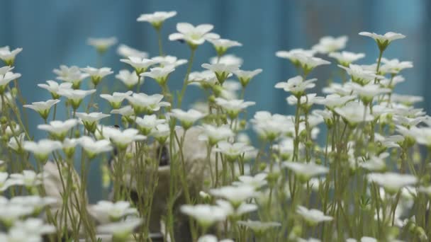 Flores de Sagina subulata. Sagina Subulata. Alpine Pearlwort. Sagina saginoides, flores de musgo decorativo no jardim em um dia ensolarado, — Vídeo de Stock