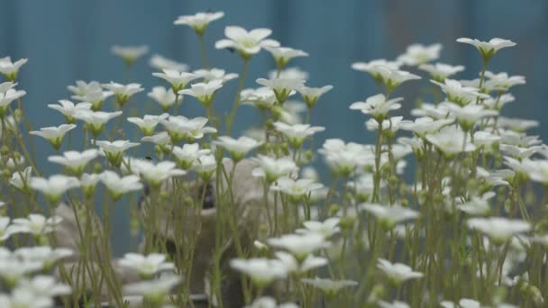 Flores de Sagina subulata. Sagina Subulata. Alpine Pearlwort. Sagina saginoides, flores de musgo decorativo no jardim em um dia ensolarado, — Vídeo de Stock