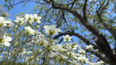 Sagina subulata çiçekleri. Sagina Subulata. Alpine Pearlwort. Sagina saginoides, güneşli bir günde bahçede dekoratif yosunlar açar.,