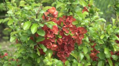 Chaenomeles japonica, baldıran kuşu ya da Maules quince olarak da bilinir. Sık sık ekilen dikenli bir yaprak döken çalıdır..
