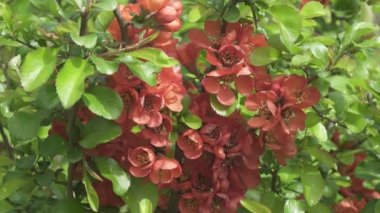 Chaenomeles japonica, baldıran kuşu ya da Maules quince olarak da bilinir. Sık sık ekilen dikenli bir yaprak döken çalıdır..