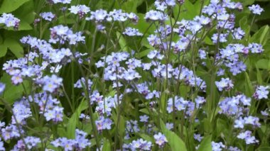 Güneşli bir günde ormanda Myosotis 'in çiçeklerini unutma.