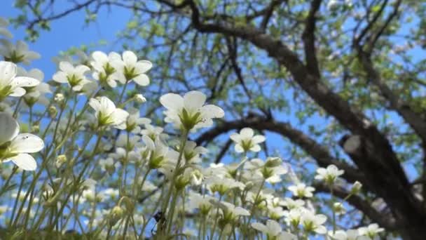 Flores de Sagina subulata. Sagina Subulata. Alpine Pearlwort. Sagina saginoides, flores de musgo decorativo no jardim em um dia ensolarado, — Vídeo de Stock