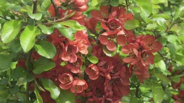 Chaenomeles japonica, baldıran kuşu ya da Maules quince olarak da bilinir. Sık sık ekilen dikenli bir yaprak döken çalıdır.. — Stok video