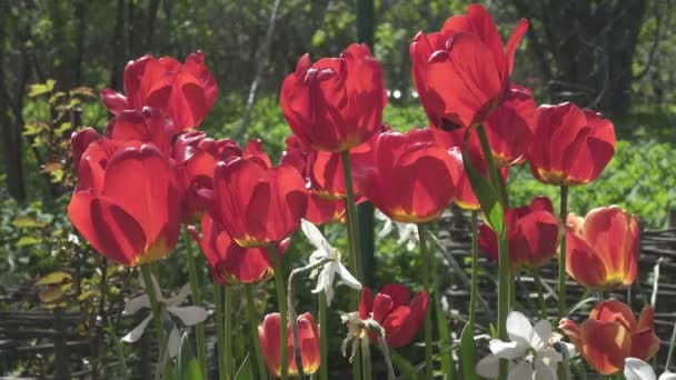 Растворенные красные тюльпаны в саду на летнем участке в солнечный день, раскачивание нарциссов и красного тюльпана от ветра в саду — стоковое видео