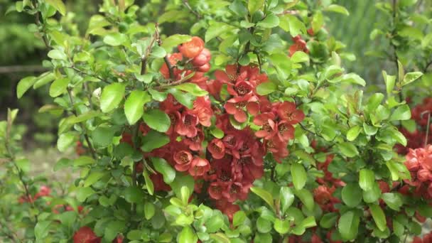 Chaenomeles japonica es una especie de membrillo perteneciente a la familia Mantidae. Es un arbusto caducifolio espinoso que se cultiva comúnmente. — Vídeos de Stock