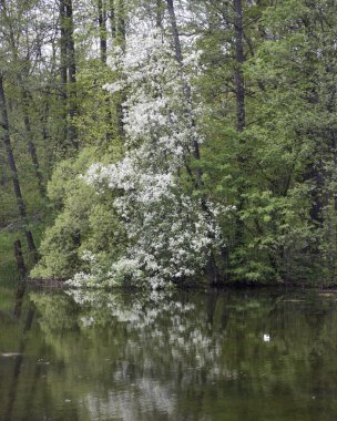 Parktaki kiraz çiçekleri göle yansıyor.