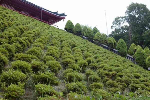 Japon Narita Herbe Dans Parc — Photo