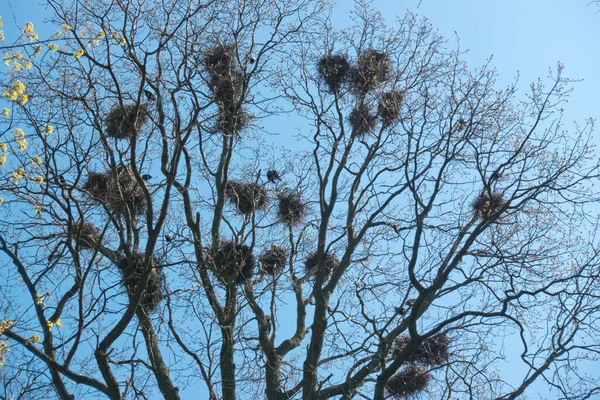 Crows Nests Tree Branches Branches Still Foliage — Stock Photo, Image