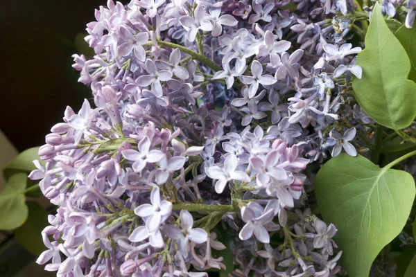 Ramo Floração Lilás Perto — Fotografia de Stock