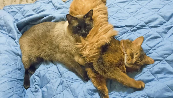Zwei Junge Katzen Ruhen Bett Thai Shorthair Seal Point Bobtail lizenzfreie Stockfotos