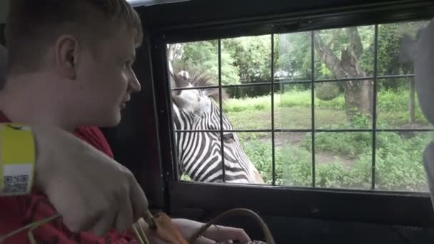 Jongeman voedt wortelen zebra uit autoraam op safari — Stockvideo