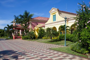 tropikal ağaçlar ile sokak