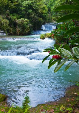 Jamaika. Dunn'ın river Şelaleleri