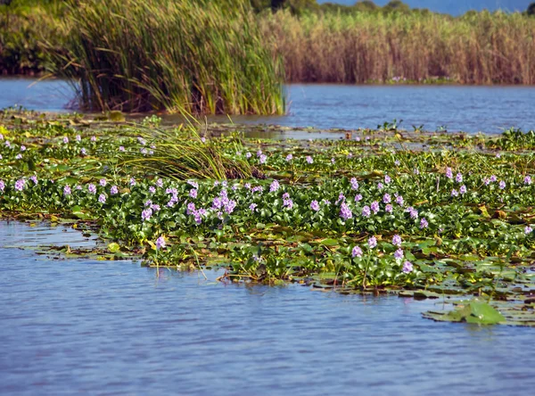 자메이카. 까만 강 (eichornia crassipes에 꽃이 만발한 히 아 신 스 — 스톡 사진