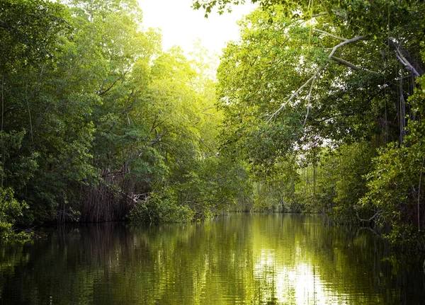 Fourrés tropicaux forêt de mangroves sur la rivière Black. Jamaïque . — Photo