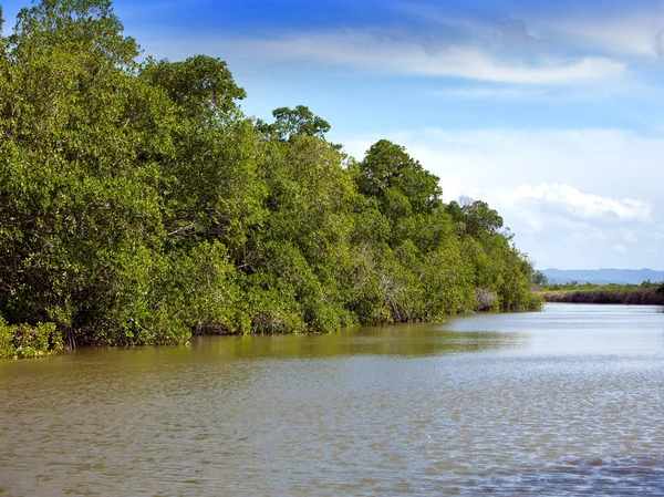 Fourrés tropicaux forêt de mangroves sur la rivière Black. Jamaïque . — Photo