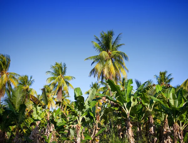 Una fila de palmeras — Foto de Stock