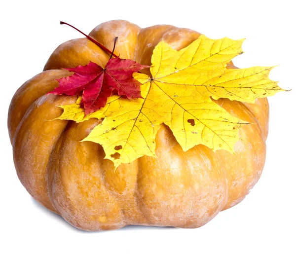 Hojas de calabaza y arce sobre fondo blanco — Foto de Stock