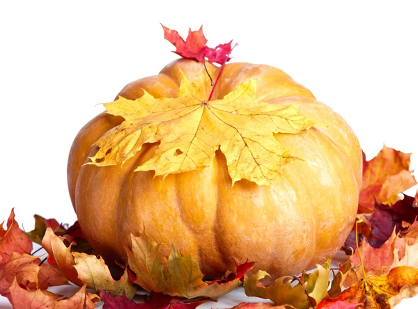 Calabaza y hojas de arce — Foto de Stock