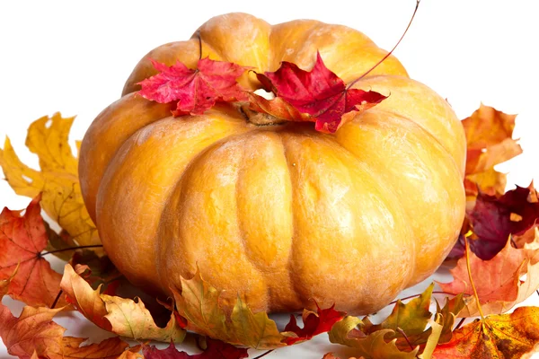 Hojas de calabaza y arce sobre fondo blanco — Foto de Stock