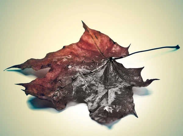 Kuru akçaağaç yaprağı yağmur damlaları, retro etkisi ile — Stok fotoğraf