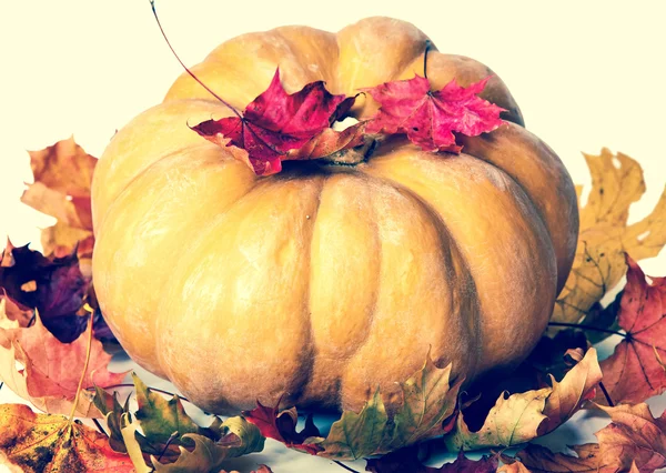 Calabaza y hojas de arce, con un efecto retro — Foto de Stock