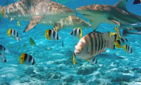 Squalo della barriera corallina, vista attraverso acque cristalline — Foto Stock