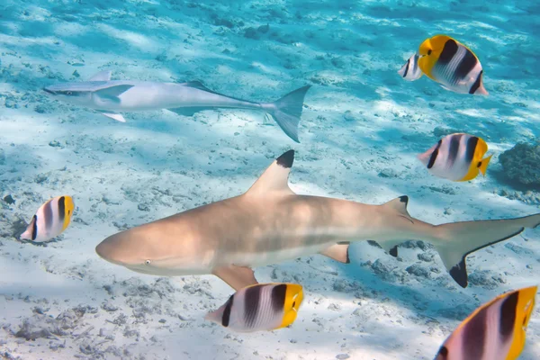 Rekiny nad koralikową rafą na Oceanie — Zdjęcie stockowe